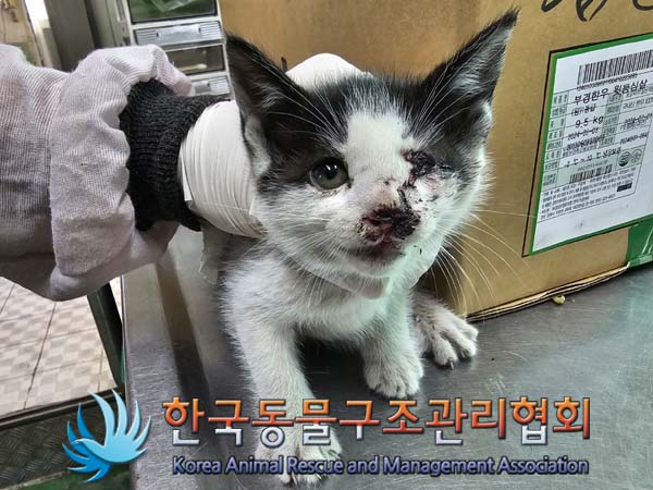 종료(안락사) 한국…
